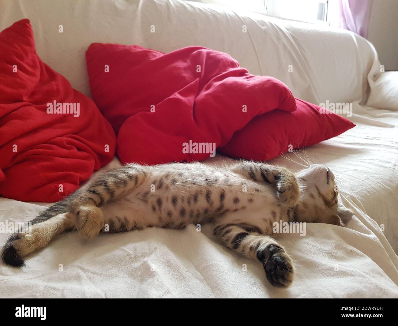 Cat Sleeping On Bed Stock Photo Alamy