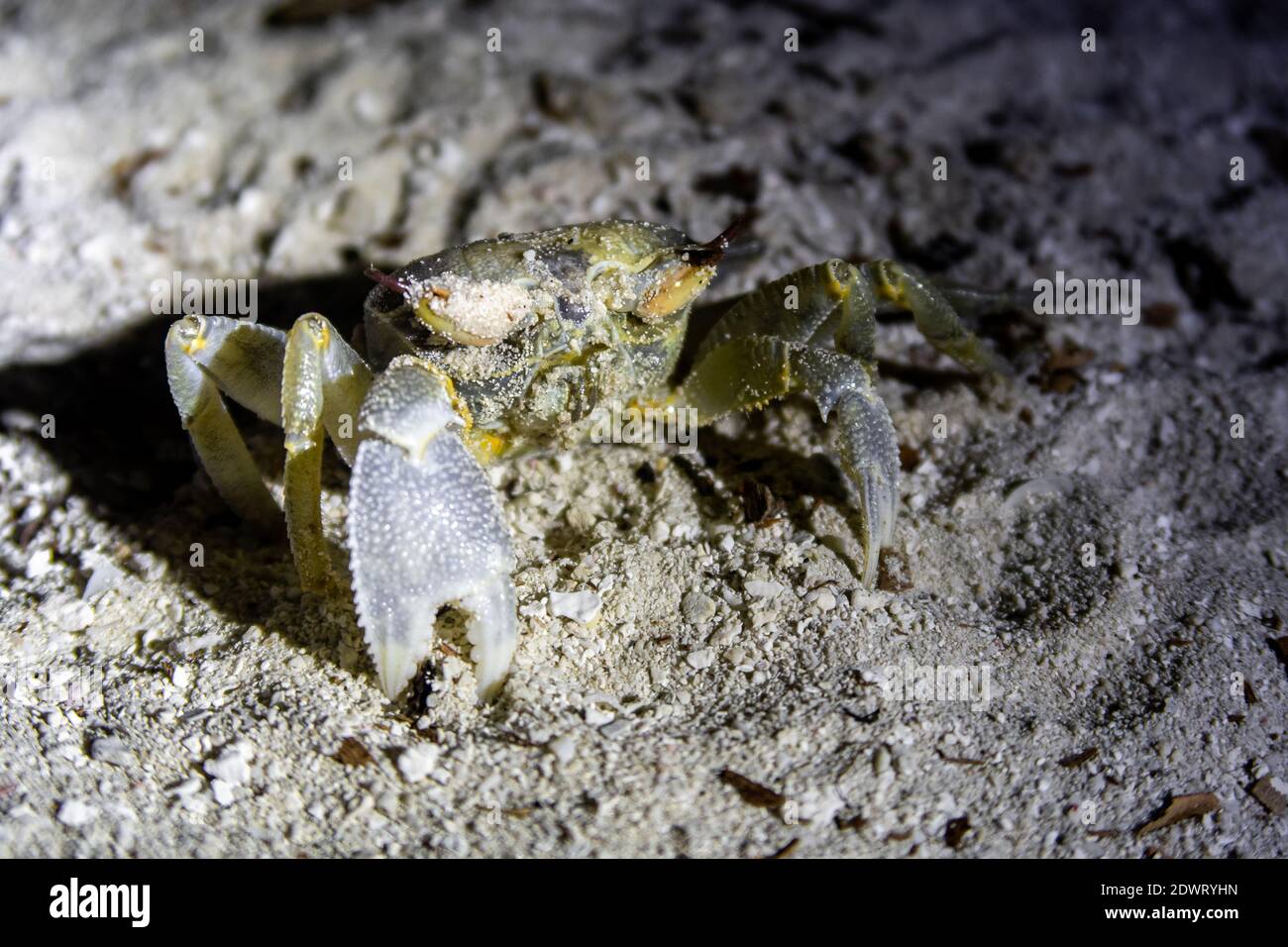 Horned ghost crab (Ocypode ceratophthalma) standing on sandy beach at night, Maldives, close-up. Stock Photo
