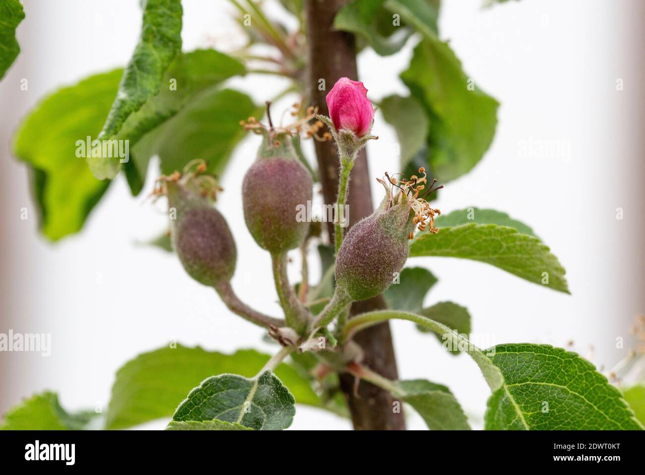Apfel, Blüte und Fruchtansatz Stock Photo