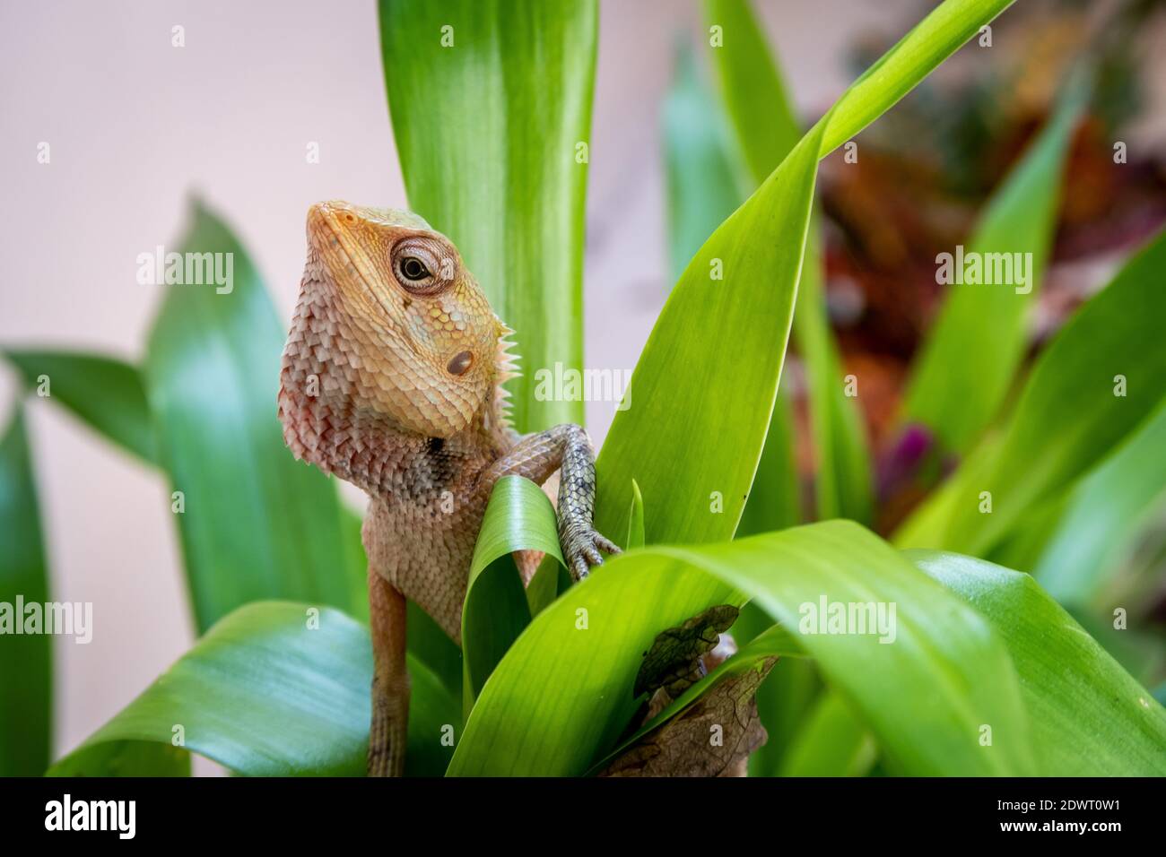 The oriental garden lizard, eastern garden lizard, bloodsucker or changeable lizard (Calotes versicolor) sitting among vivid green tropical leaves Stock Photo