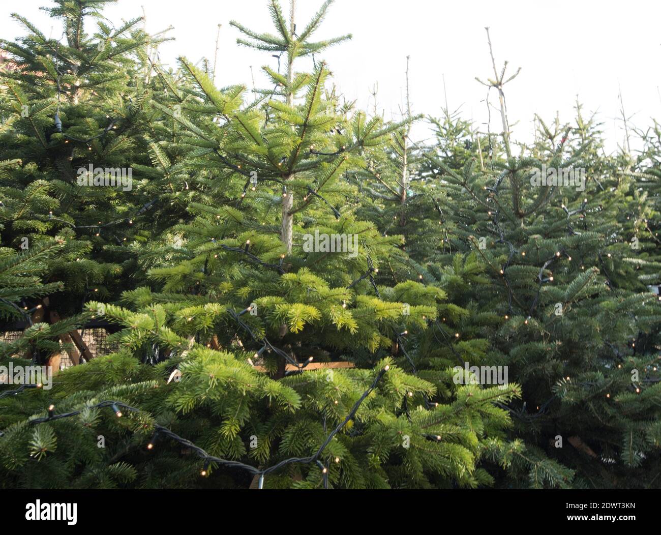 a christmas tree as a decoration in the holiday season Stock Photo