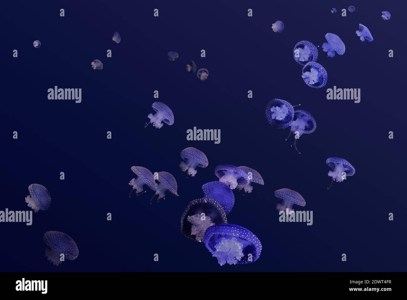 Blue jellyfish swimming towards the light Stock Photo