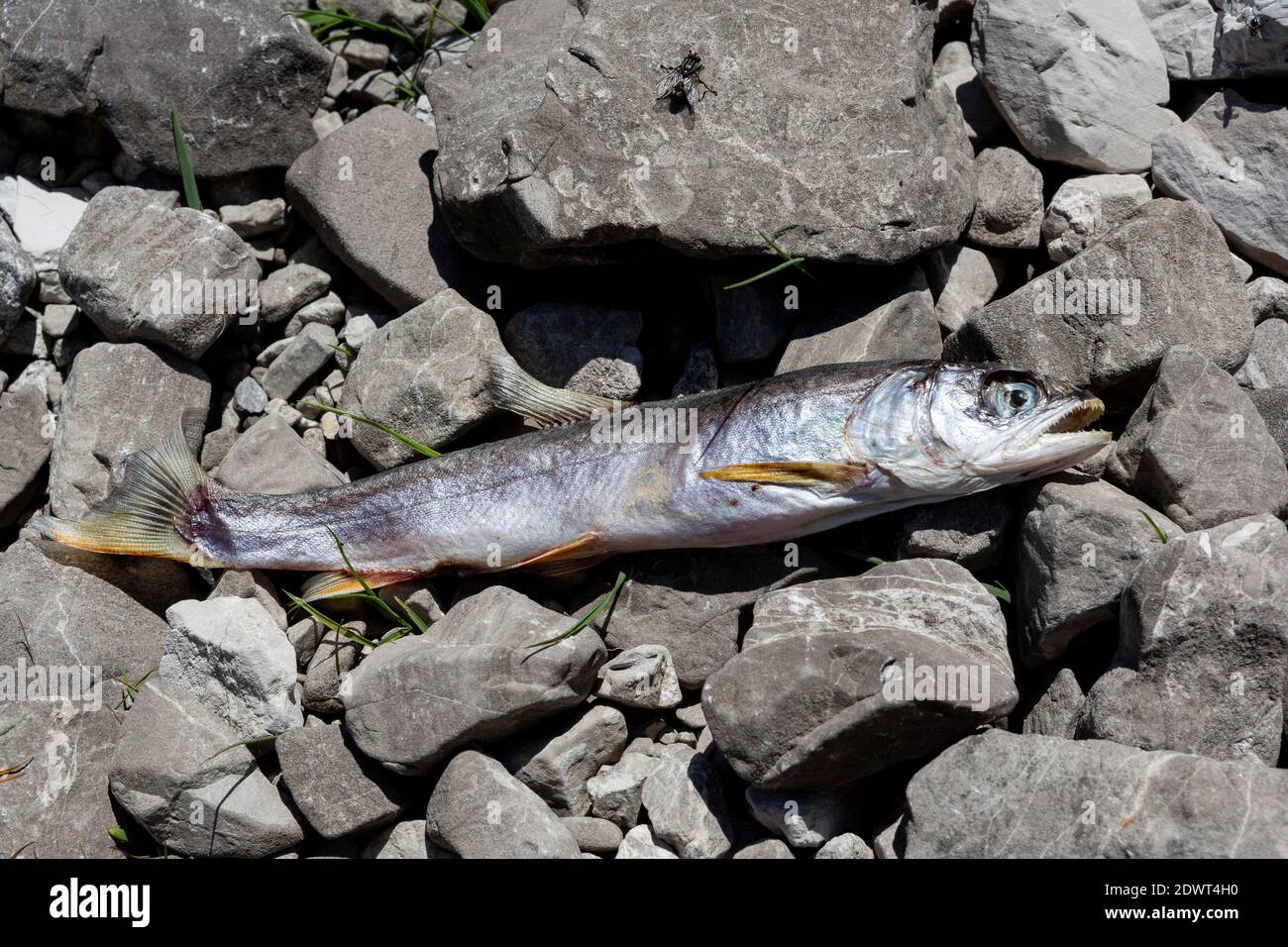 Toter Fisch, Seesaibling Stock Photo