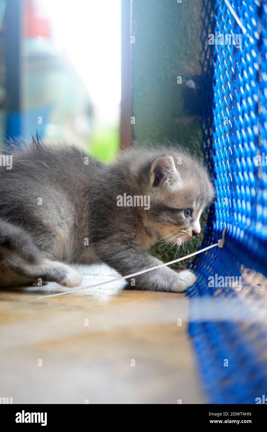 kitten play cage
