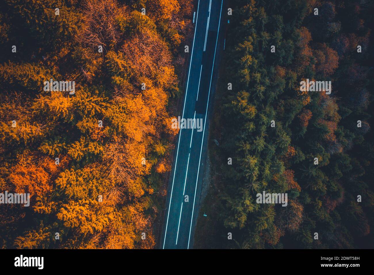Top view of empty paved road going between autumn trees Stock Photo - Alamy
