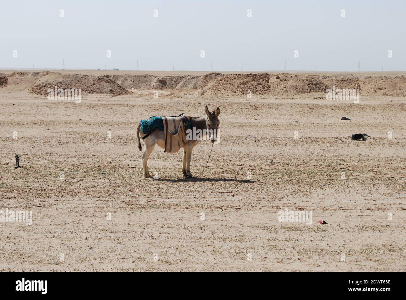 Saudi Arabian Donkey Stock Photo