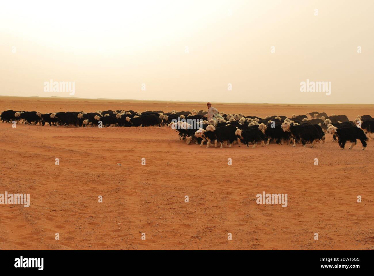 Saudi Arabian Wildlife Stock Photo