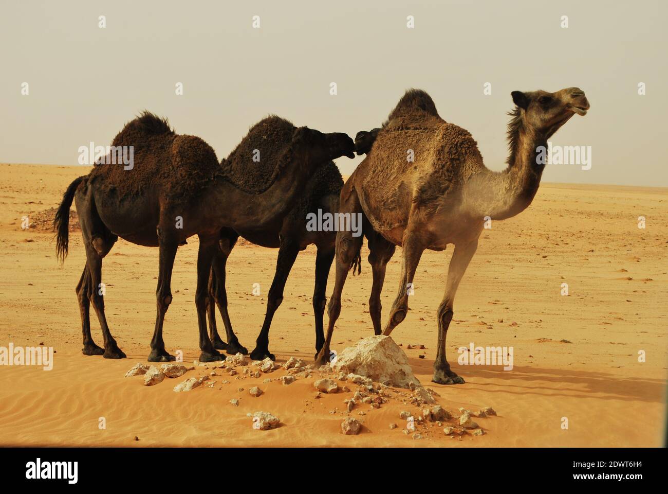 Saudi Arabian Camel Stock Photo