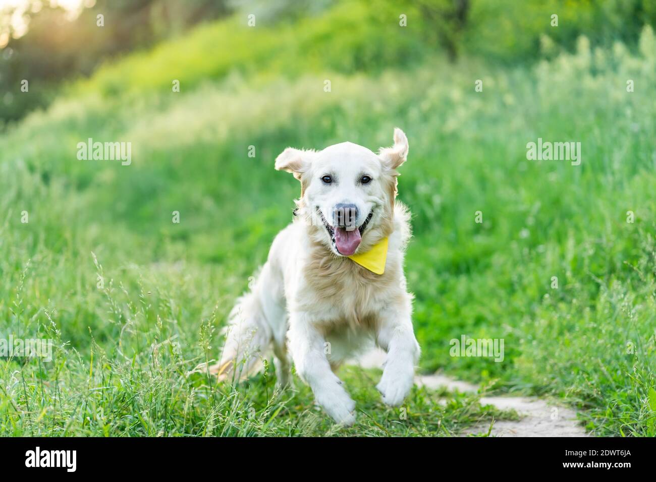 Golden retriever dog running on green grass in summer Stock Photo - Alamy