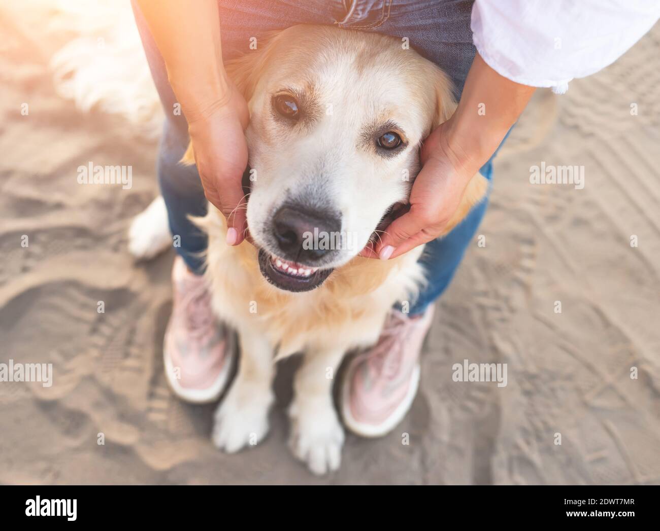 Golden retriever dog sitting in girl legs on sand, top view Stock Photo ...
