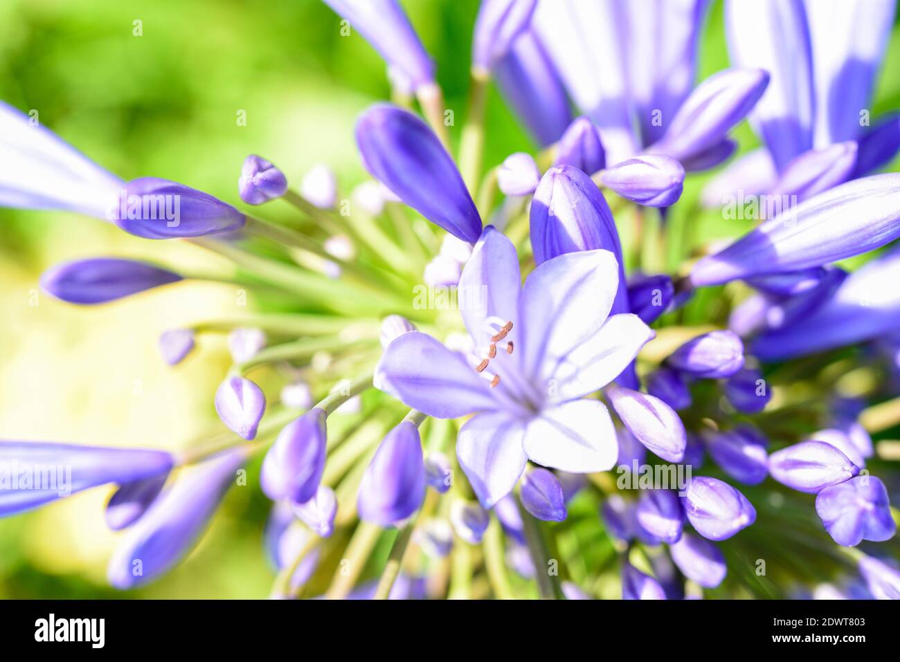 Close-up Of Purple Crocus Flowers Stock Photo