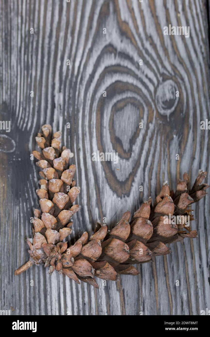 Larch cones. On black pine boards. Stock Photo