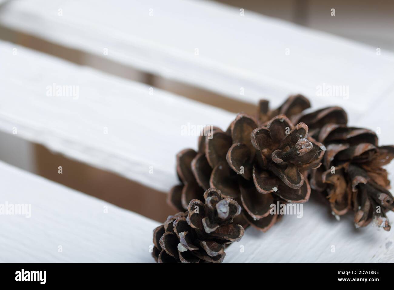 Larch cones. On boards painted white. Stock Photo
