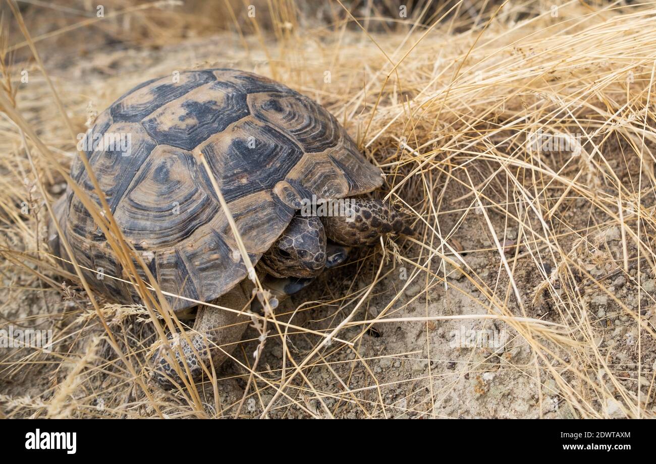 Land turtle crawling on dried grass Stock Photo