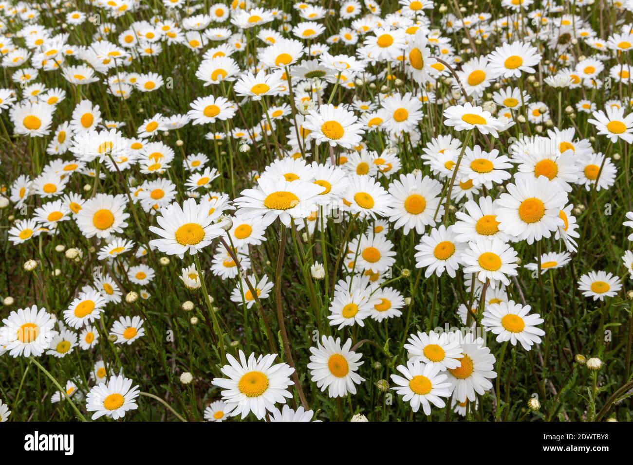 Margeriten, Leucanthemum vulgare Stock Photo