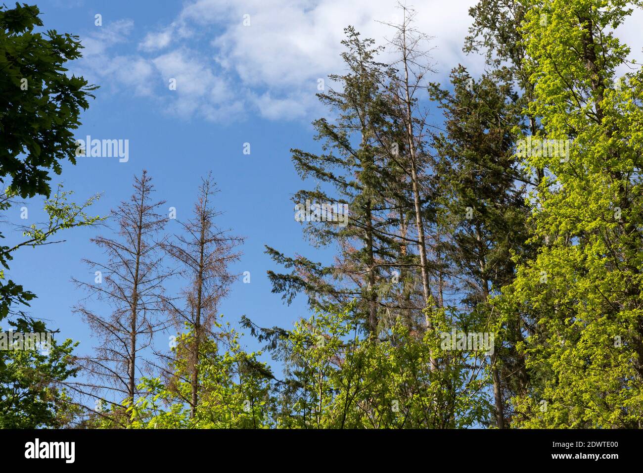 Waldsterben, Nadelbäume Stock Photo