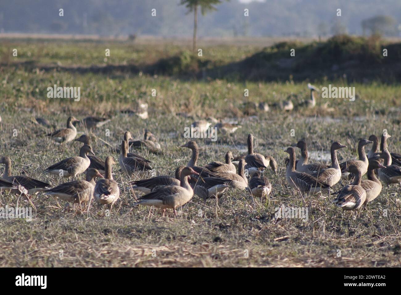 Migratory birds at majuli in  winter season. Stock Photo