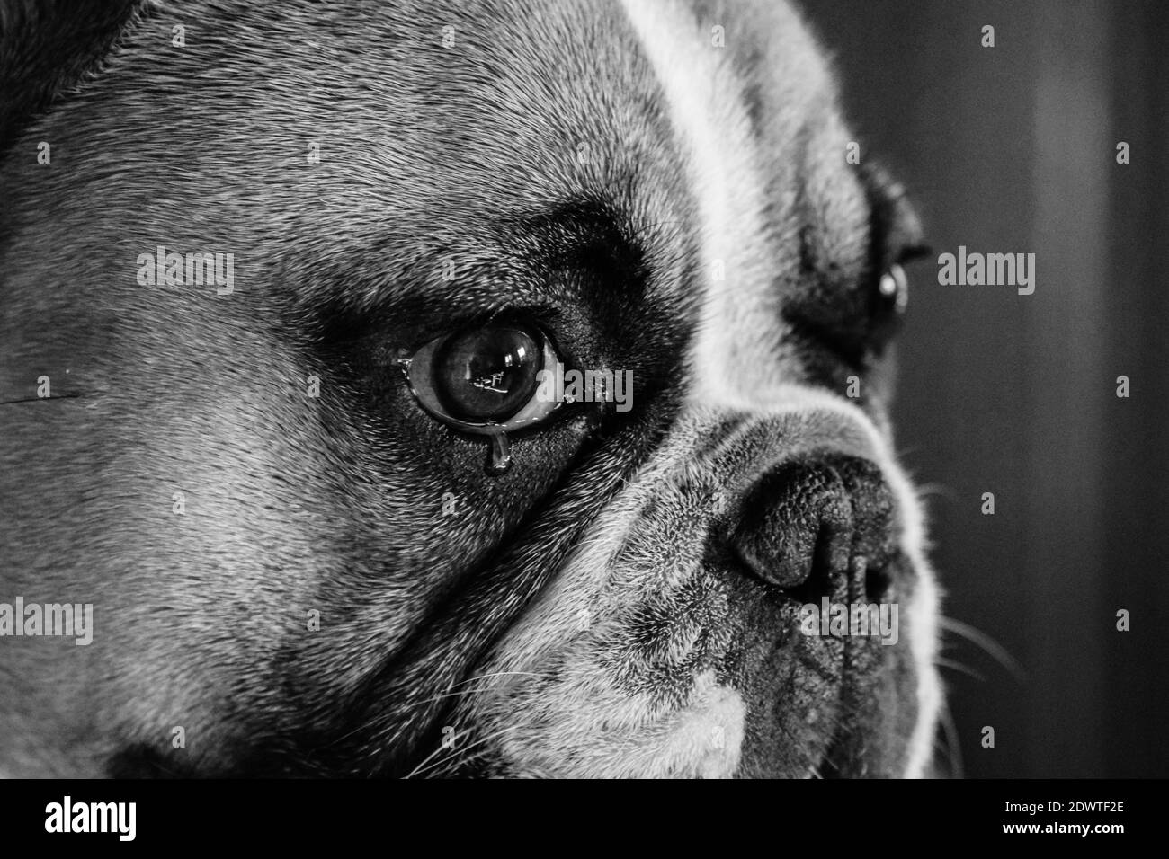 Portrait Of A Dog Stock Photo Alamy