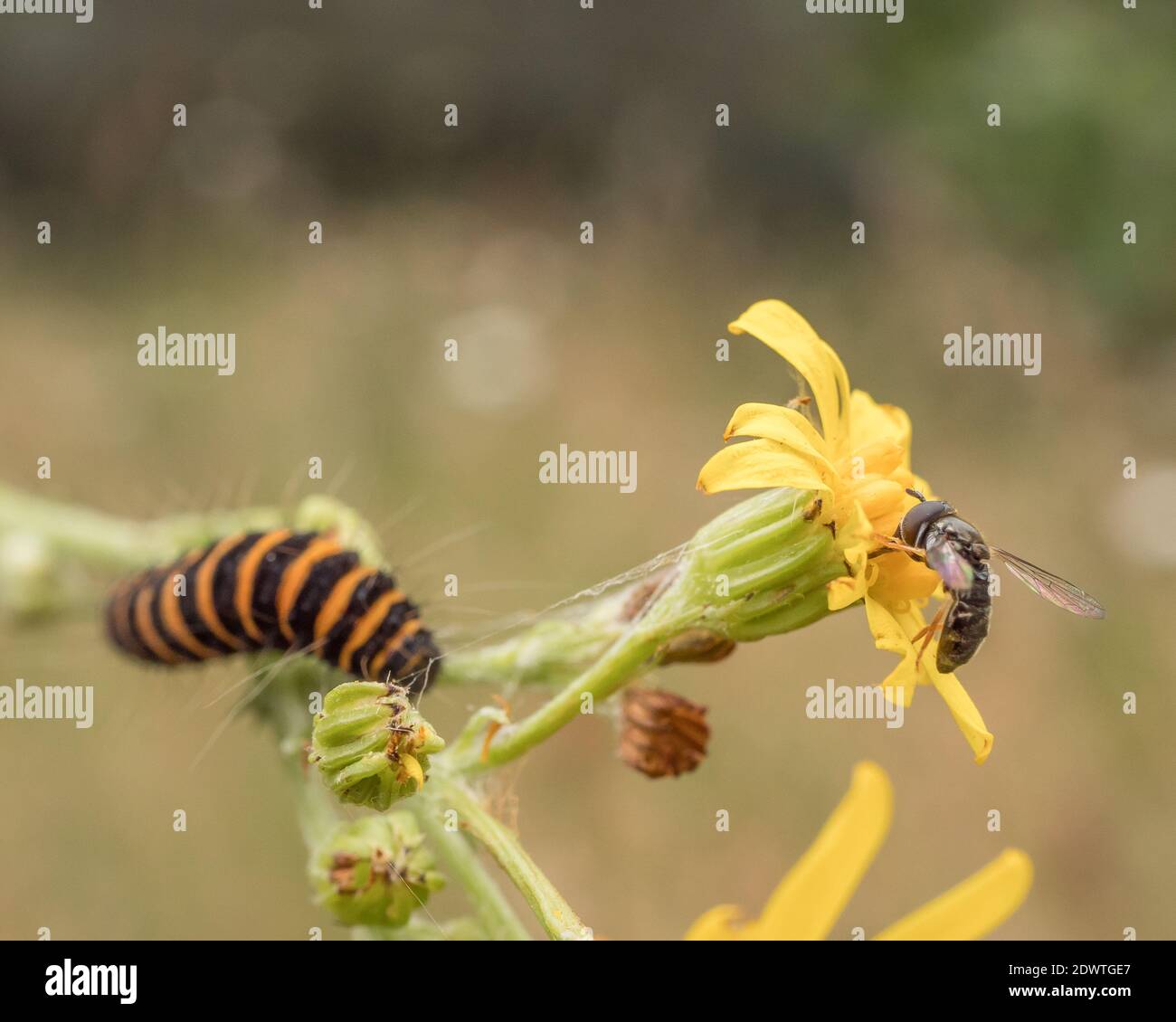 Caterpillar Bee High Resolution Stock Photography and Images - Alamy
