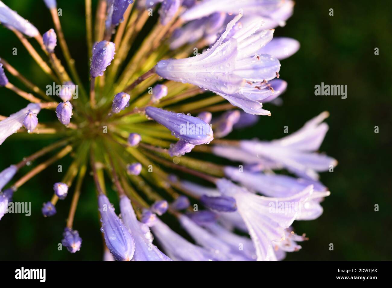 Close-up Of Purple Flowering Plant Stock Photo