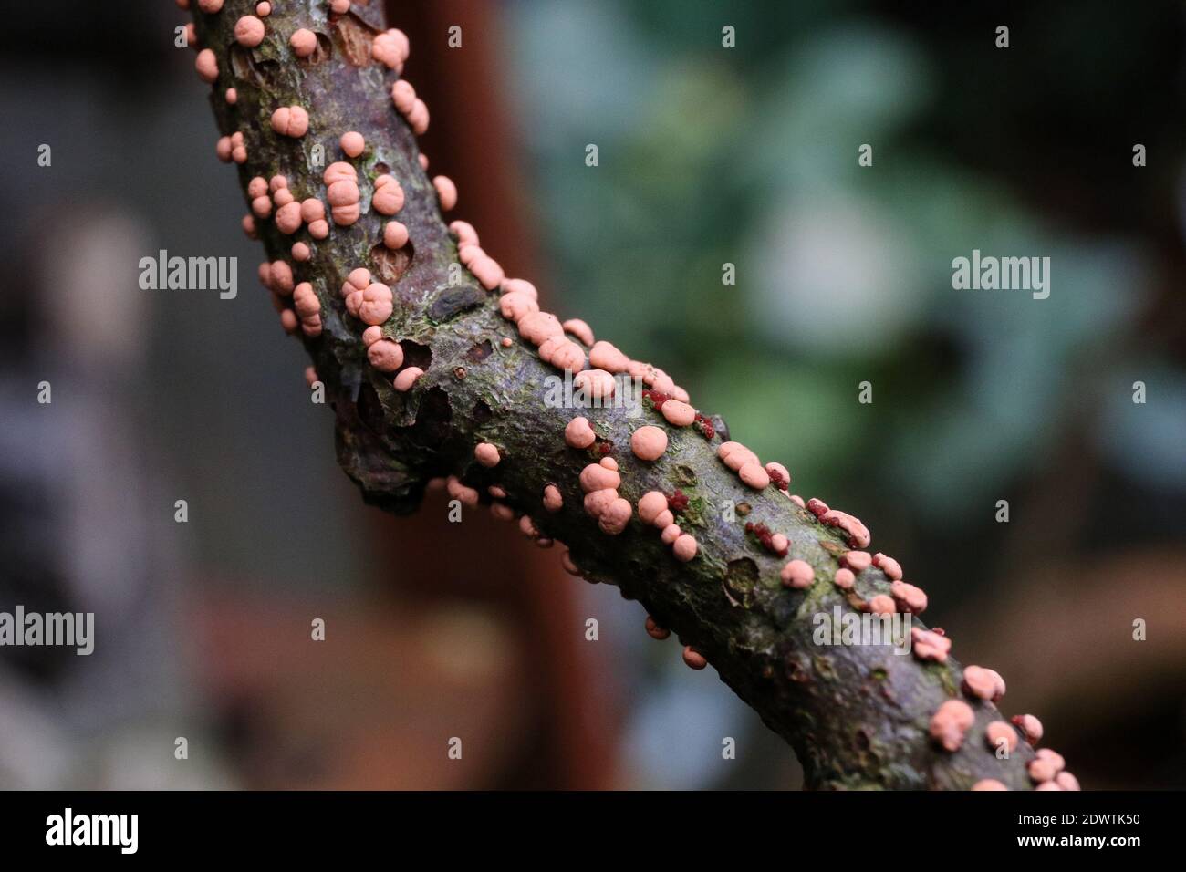 UK garden fungal disease on woody plant, coral-pink coloured pustules from coral spot, a tree disease caused by the fungus Nectria cinnabarina.. Stock Photo