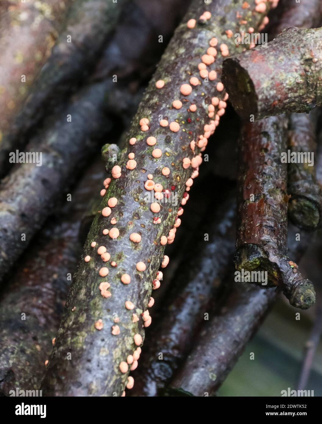 Cut wooden branch displaying nectria cinnabarina - coral spot - a UK tree fungal disease with coral-pink spots or pustules on the branch bark. Stock Photo
