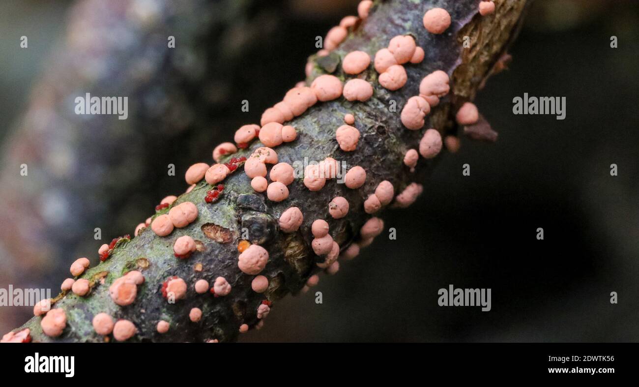 Close-up of cut branch with coral-pink coloured pustules from coral spot, a tree disease caused by the fungus Nectria cinnabarina.. Stock Photo