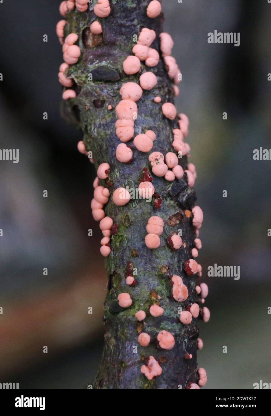 Close-up coral spot disease, nectria cinnabarina, on wooden branch covered in pink-coral pustules from the Saprophytic fungi. Stock Photo