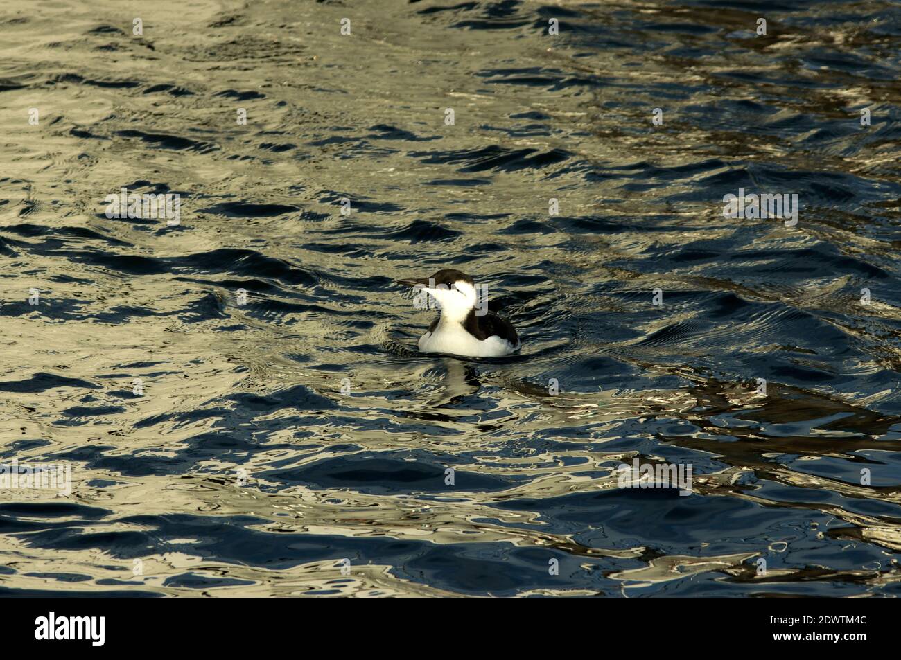 Guillemot often range far out to see during winter when they are not breeding. But in stormy weather they will seek shelter along calmer shorelines Stock Photo