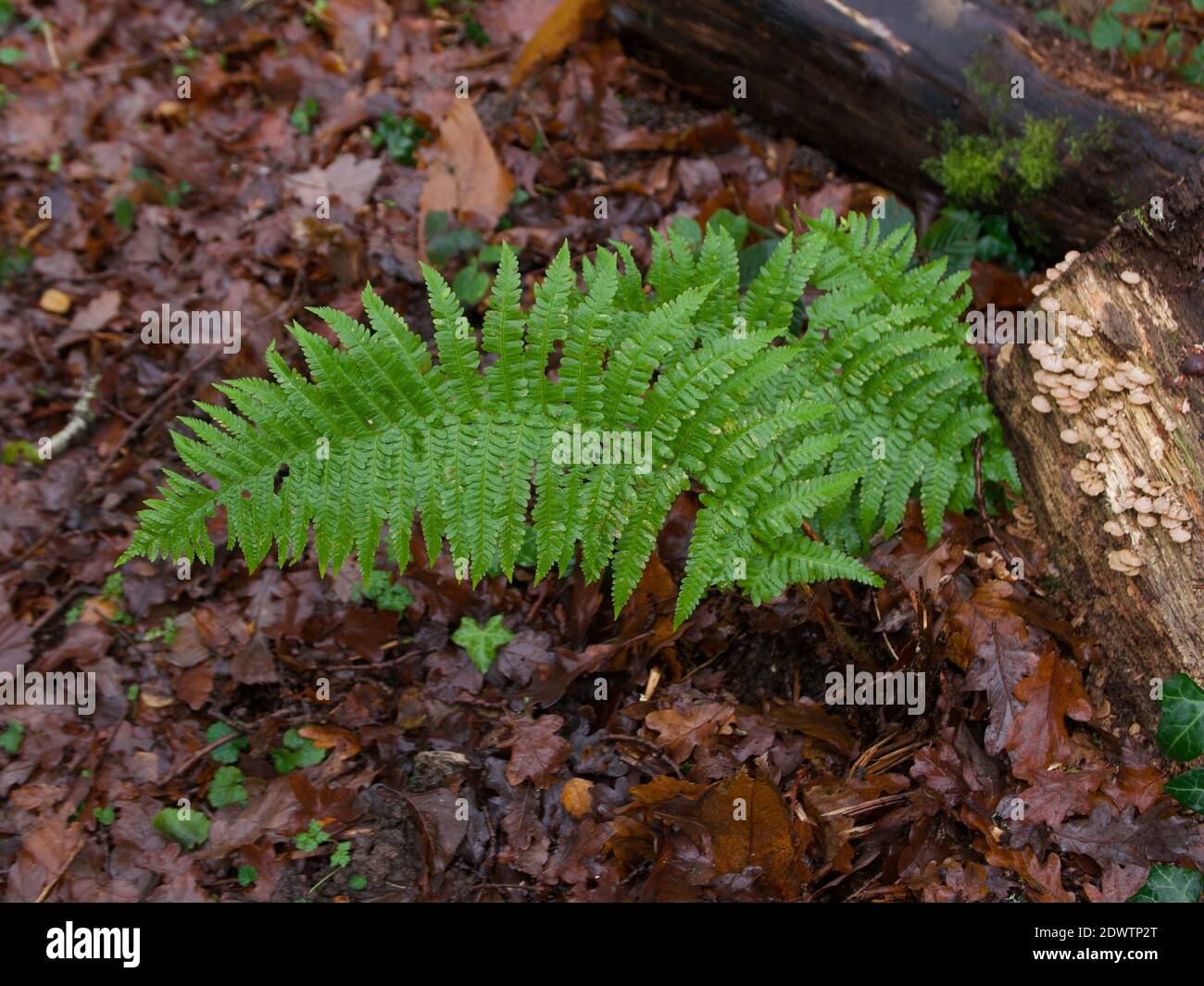 Backdrop of bright ferns hi-res stock photography and images - Alamy