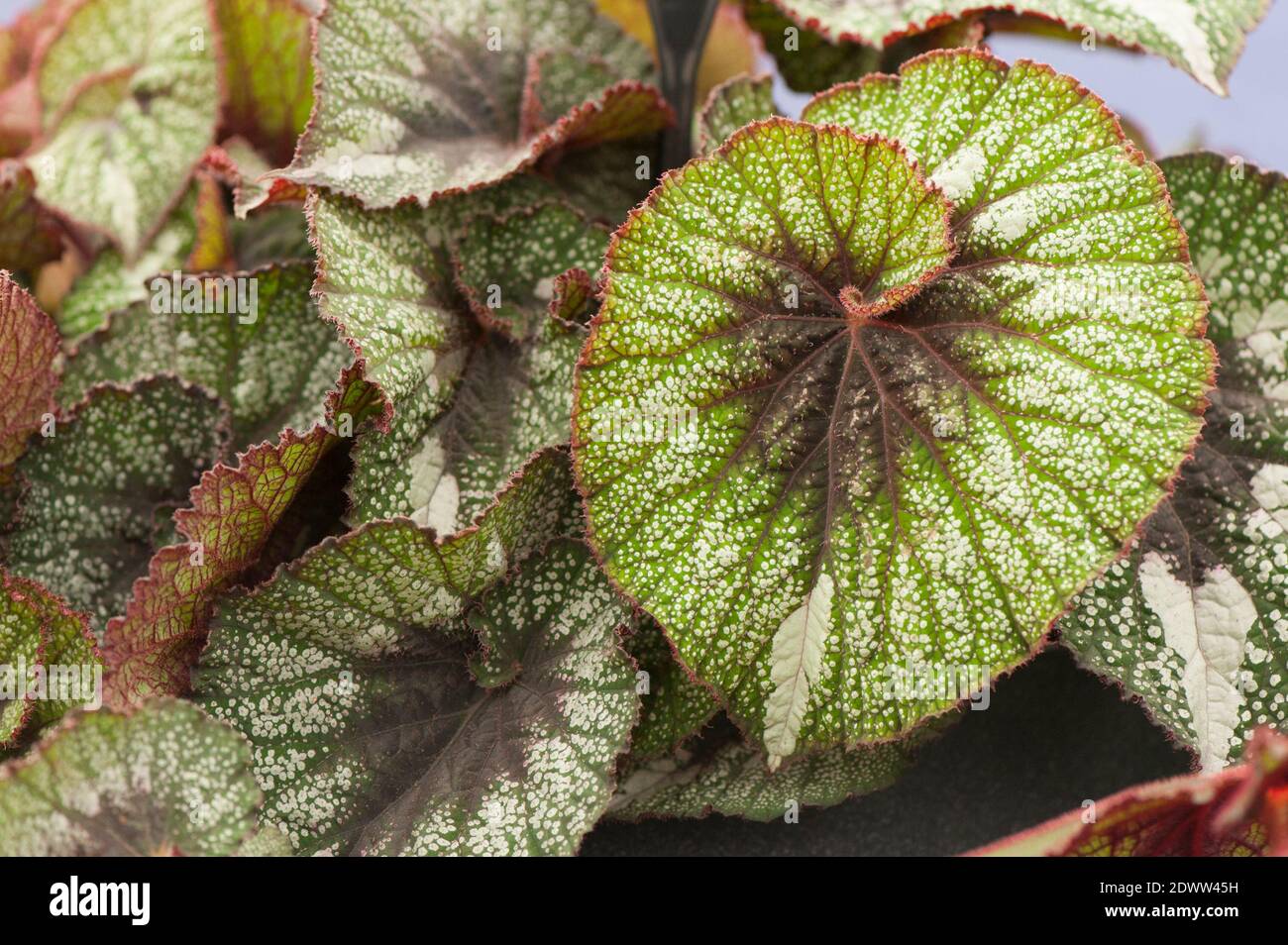Leaves of a Begonia 'Rocheart' or Rex Begonia 'Rocheart' Stock Photo