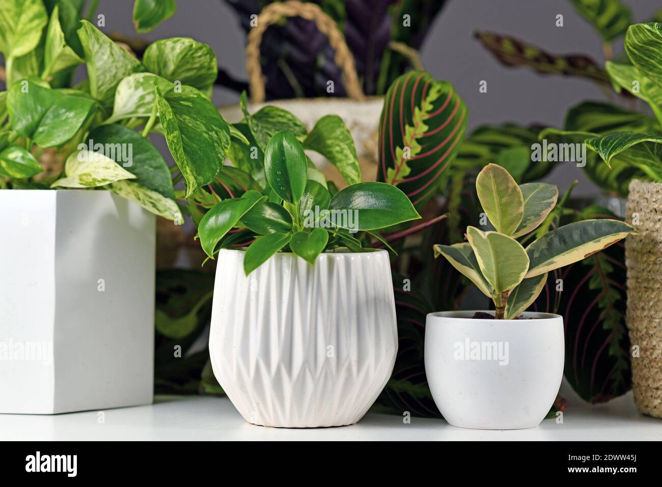 Various indoor houseplants like Philodendron or Ficus in beautiful white flower pots Stock Photo