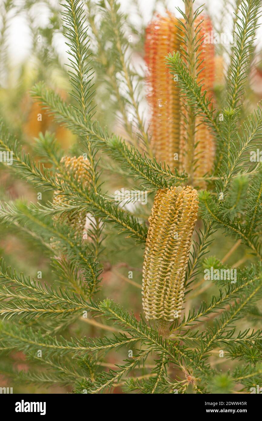 Banksia ericifolia, Heath-leaved Banksia, in flower Stock Photo