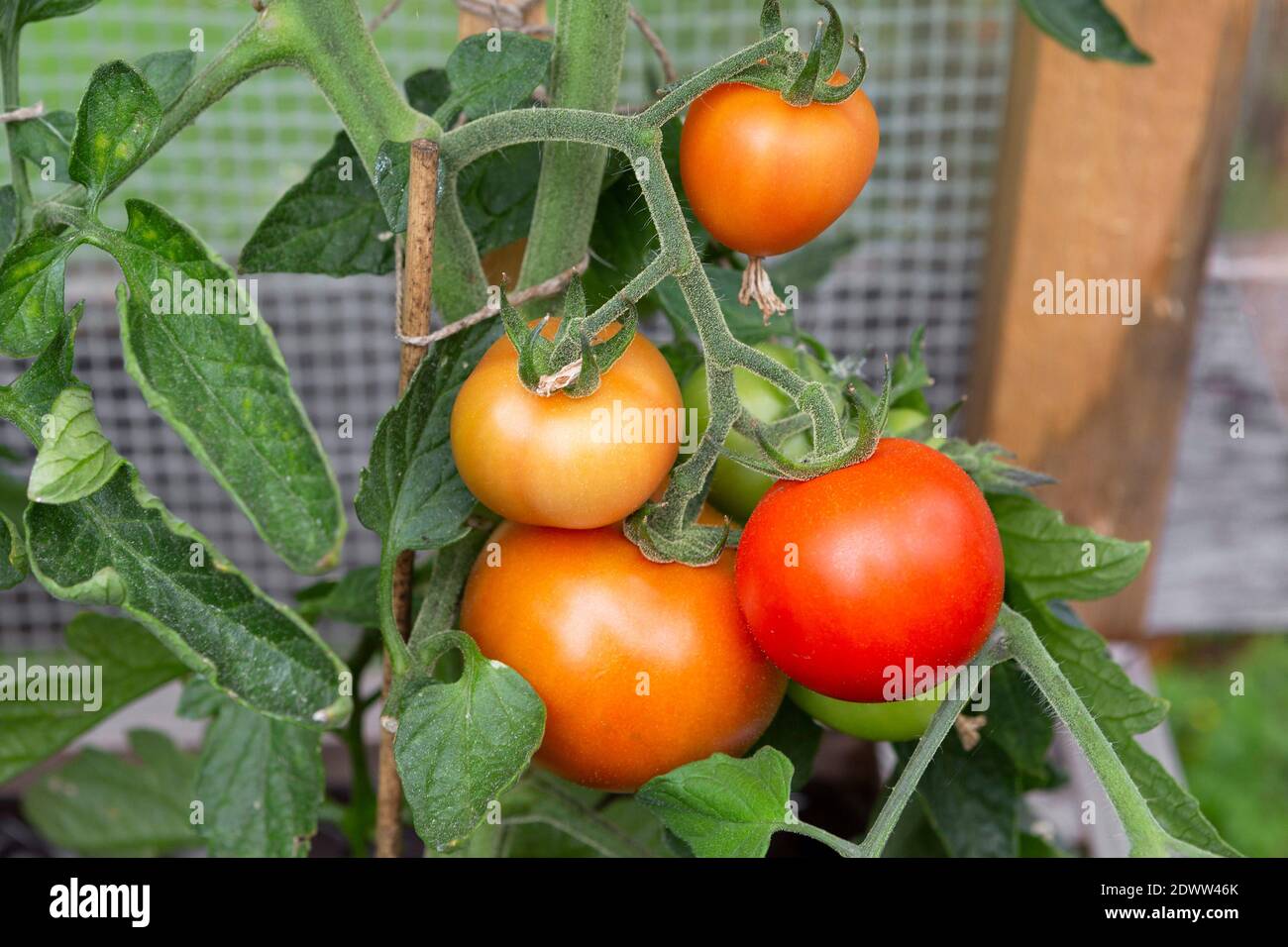 Reifende Tomaten, Paradeiser Stock Photo
