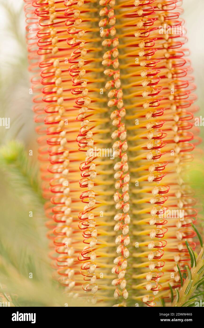 Close up of Banksia ericifolia, Heath-leaved Banksia, in flower Stock Photo