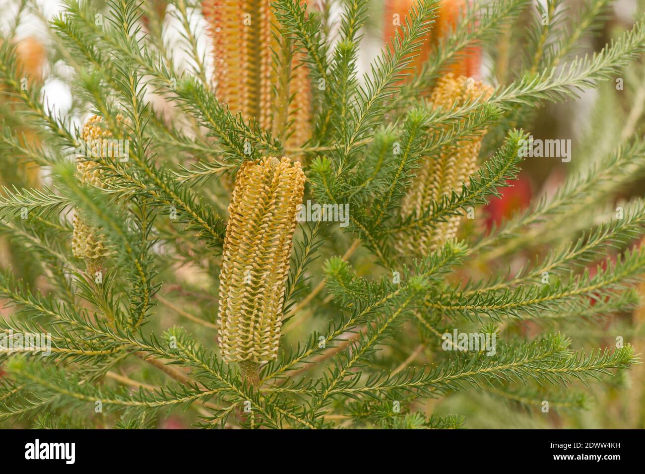 Banksia ericifolia, Heath-leaved Banksia, in flower Stock Photo