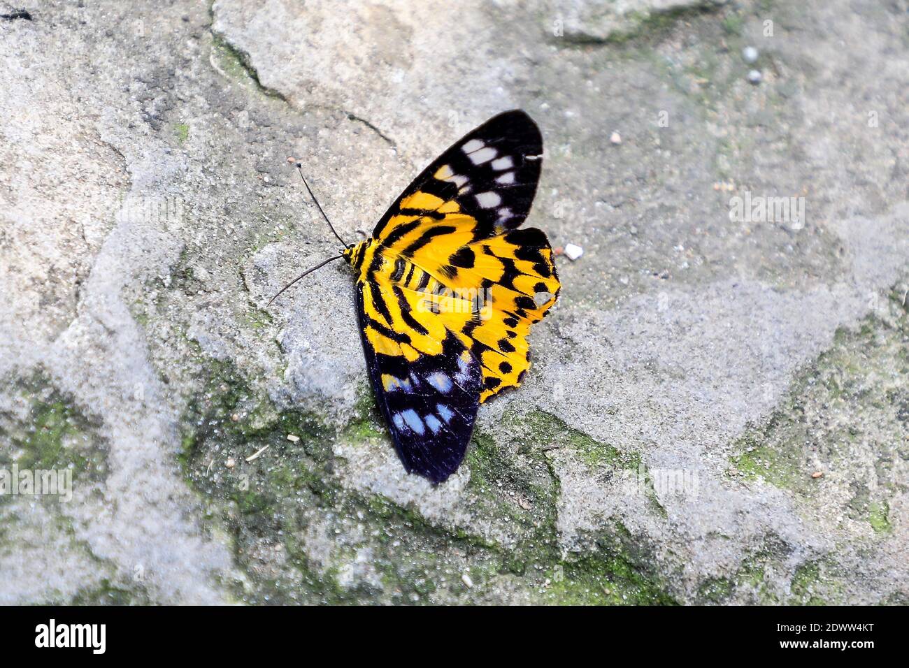 False Tiger Moth, (Dysphania militaris) is a species of moth of the family Geometridae, Vietnam, Asia Stock Photo