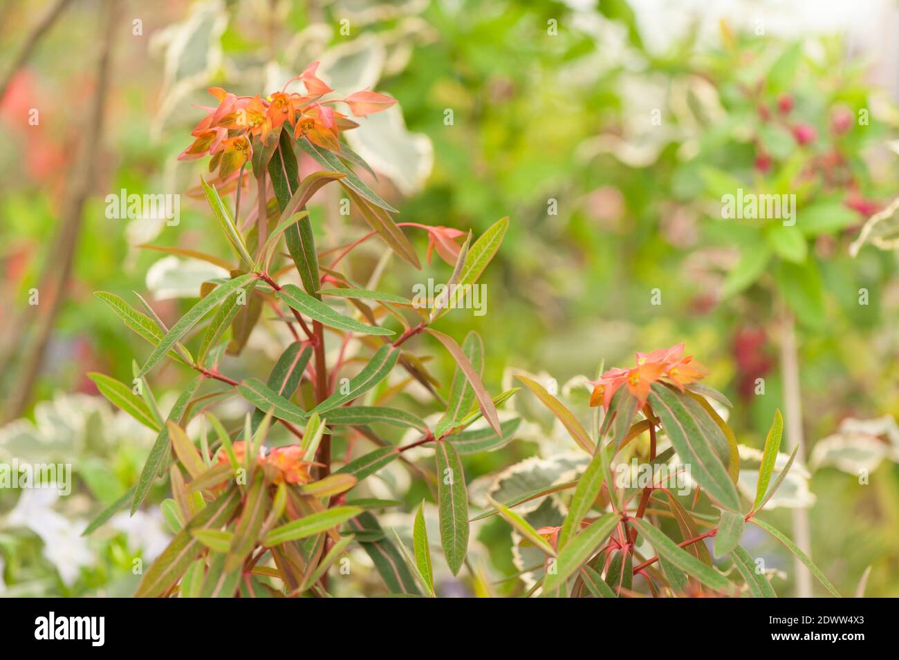 Euphorbia griffithii 'Dixter', spurge 'Dixter' Stock Photo