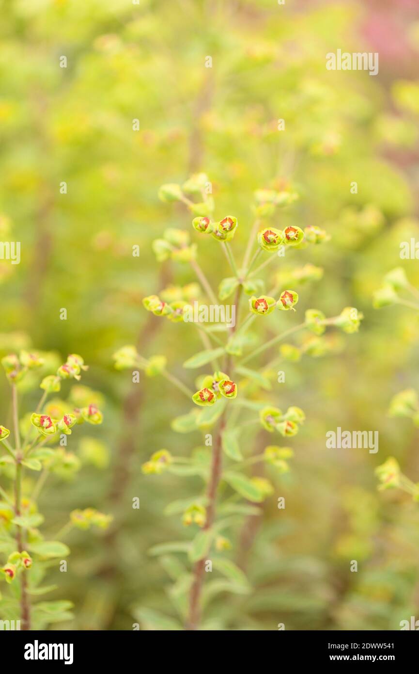 Euphorbia × martini 'Ascot Rainbow', Martin's spurge 'Ascot Rainbow' Stock Photo