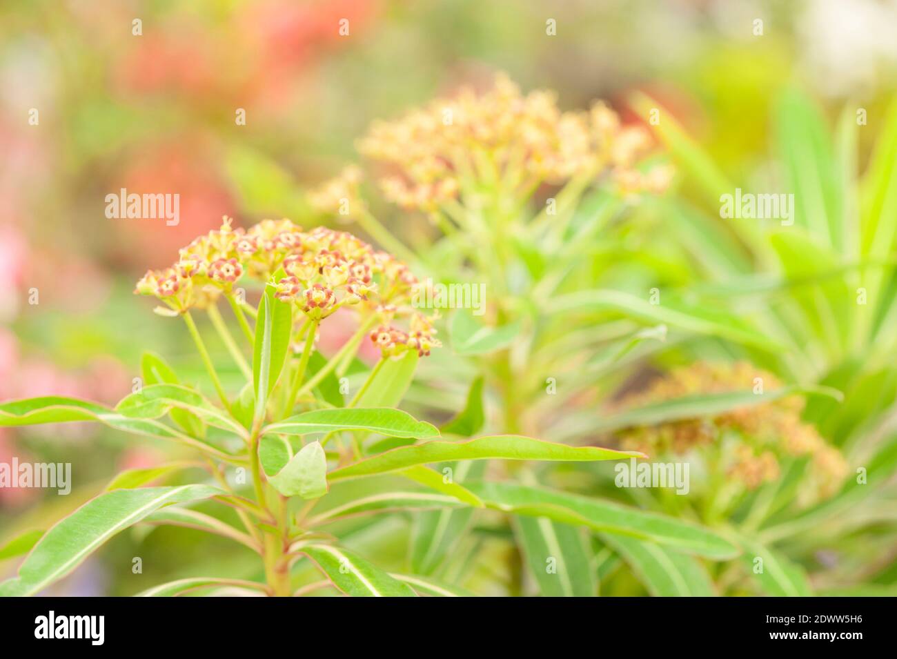 Euphorbia mellifera, Canary or Honey Spurge Stock Photo