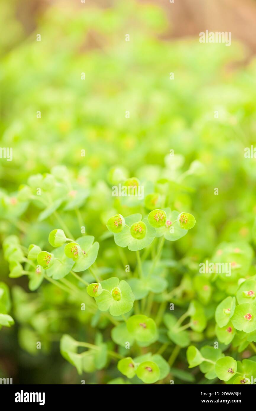 Euphorbia × martini Kolibri', Martin's spurge ‘Kolibri' Stock Photo