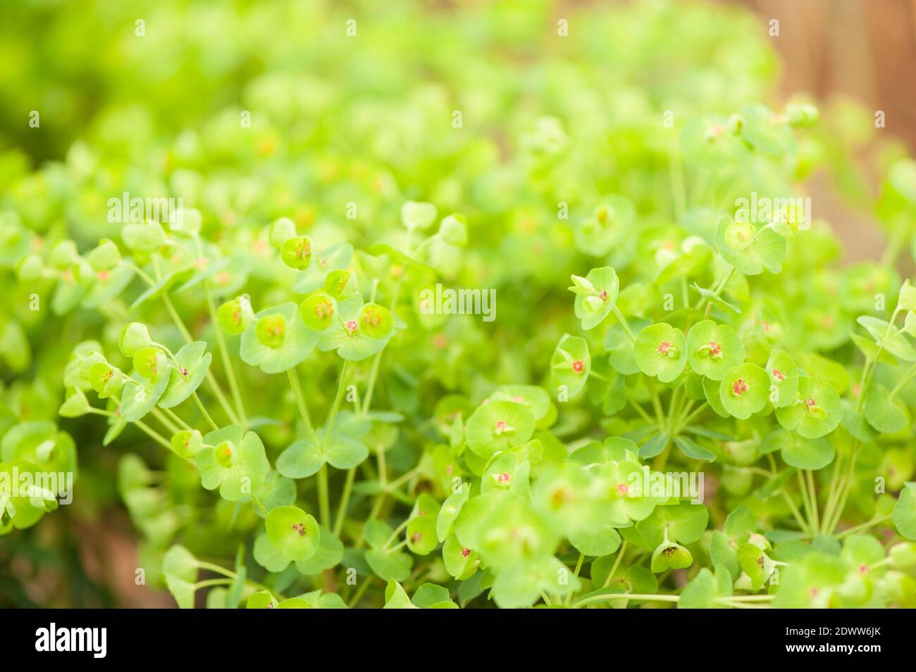 Euphorbia × martini Kolibri', Martin's spurge ‘Kolibri' Stock Photo