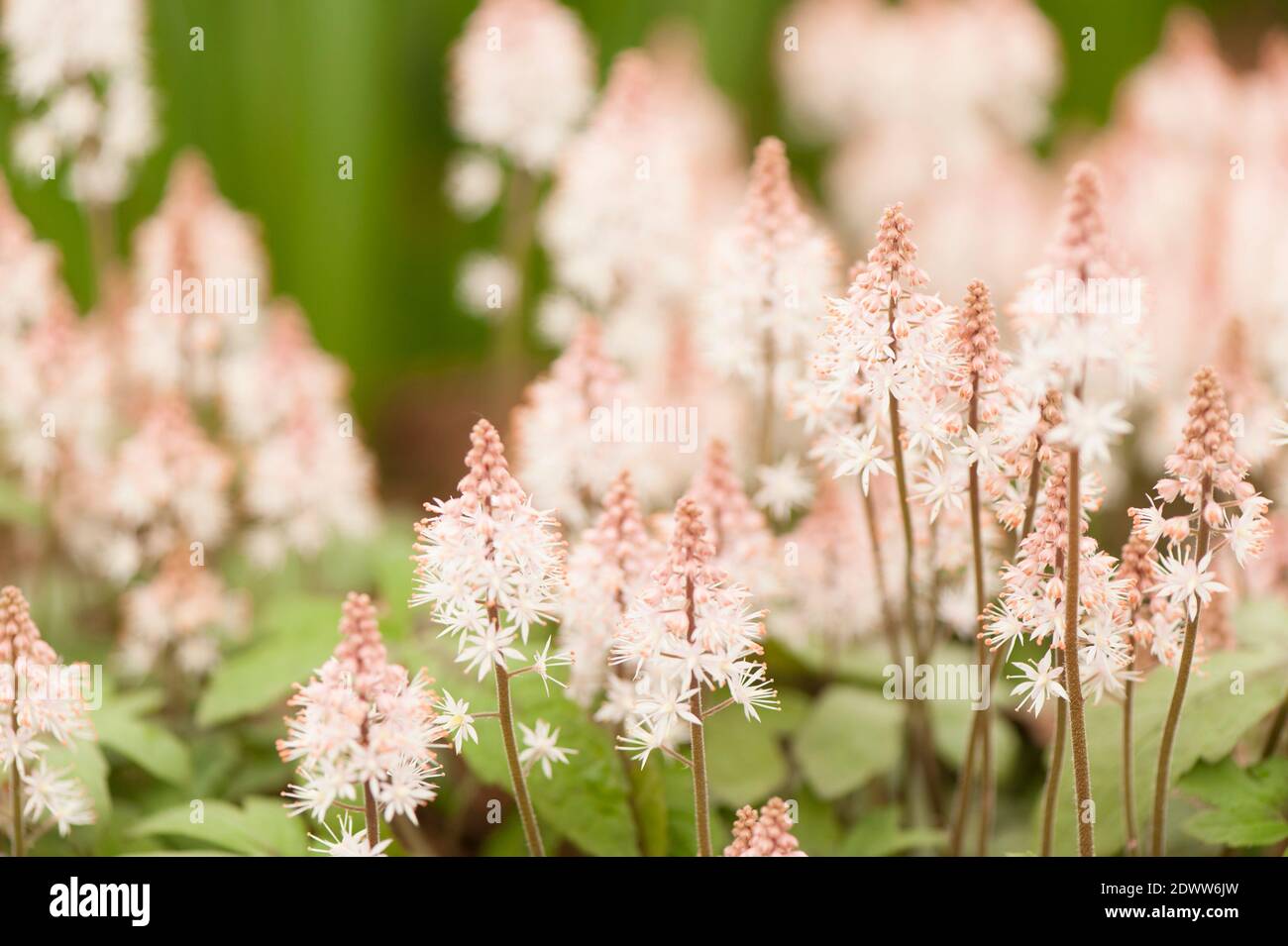Tiarella 'Pink Skyrocket', Foam Flower ‘Pink Skyrocket’, in flower Stock Photo