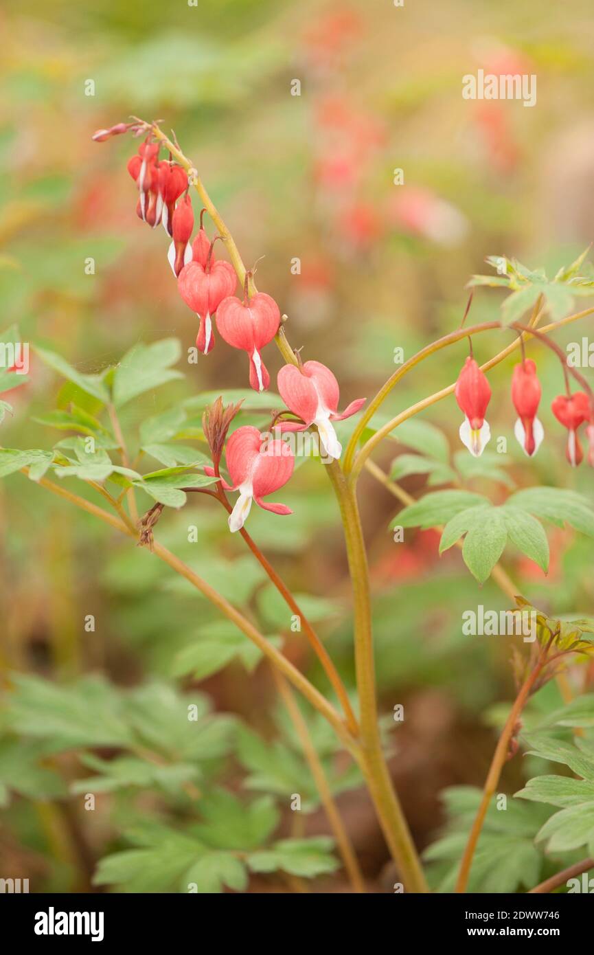 Lamprocapnos spectabilis 'Valentine' syn. Dicentra spectabilis, Bleeding Heart, in flower Stock Photo