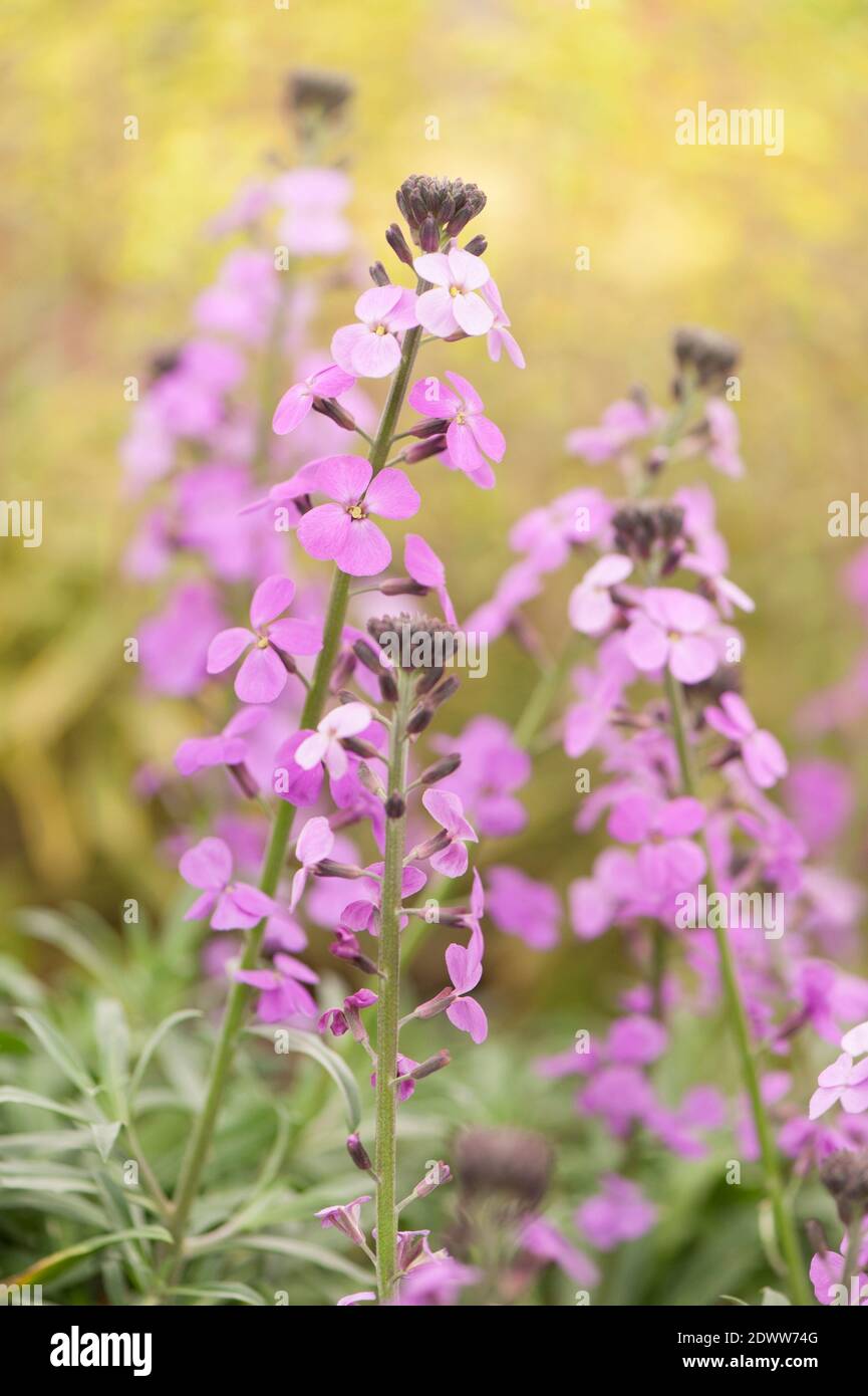 Erysimum 'Bowles's Mauve', Wallflower ‘Bowles’ Mauve’ Stock Photo