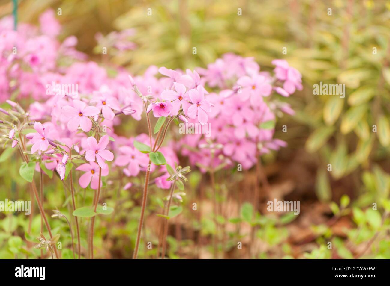 Phlox stolonifera 'Home Fires', Creeping phlox 'Home Fires', in flower Stock Photo