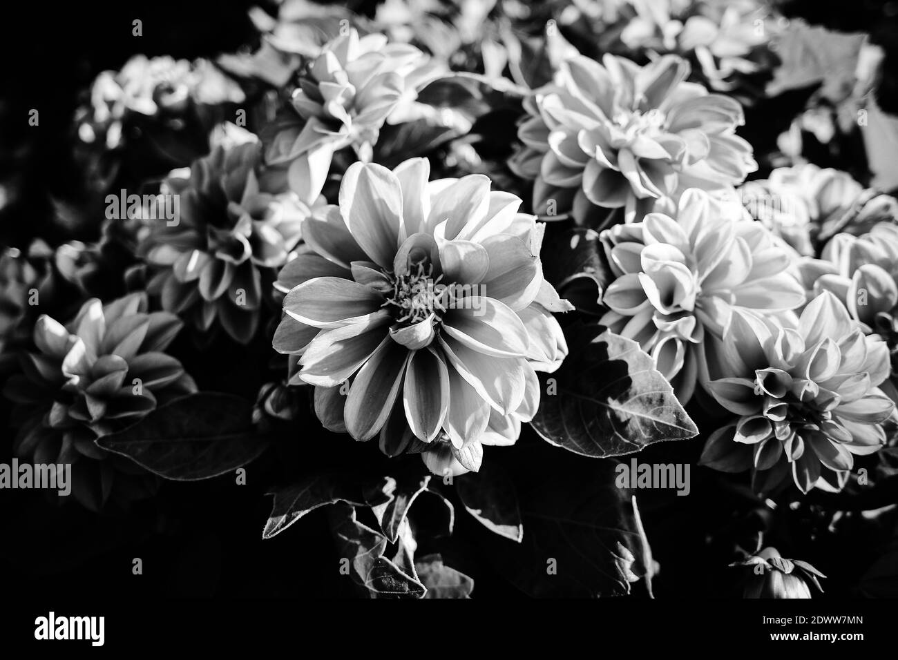 Dahlia close Black and White Stock Photos & Images - Alamy
