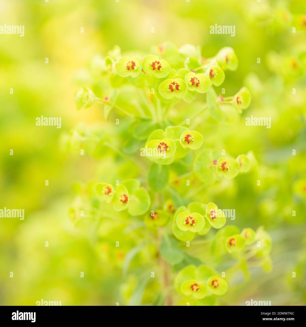 Euphorbia characias ‘Humpty Dumpty, spurge ‘Humpty Dumpty' Stock Photo