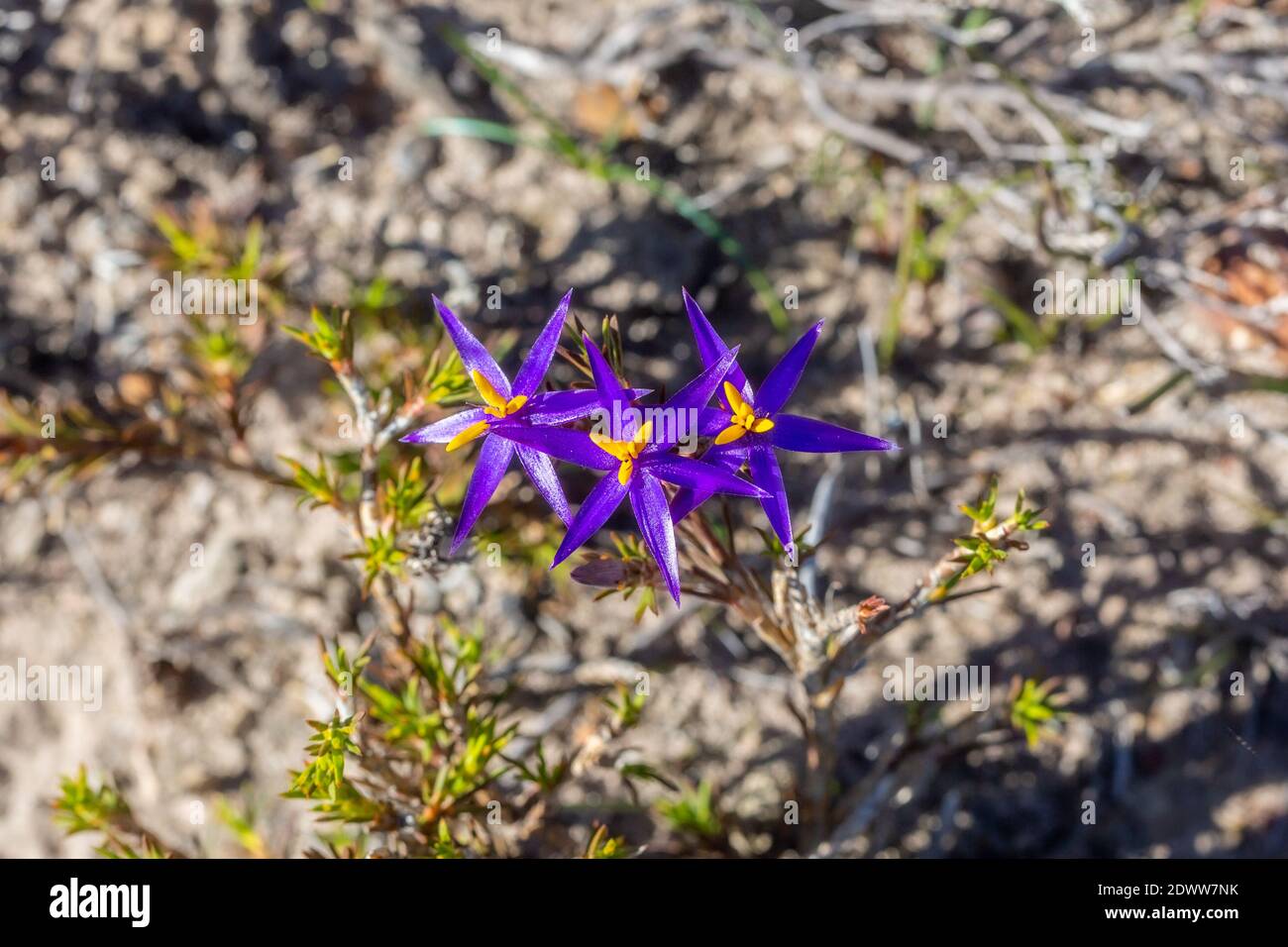 nice flowers of the blue tinsel lily Calectasia grandiflora found in the Strinlinge Range National Park in Western Australia Stock Photo