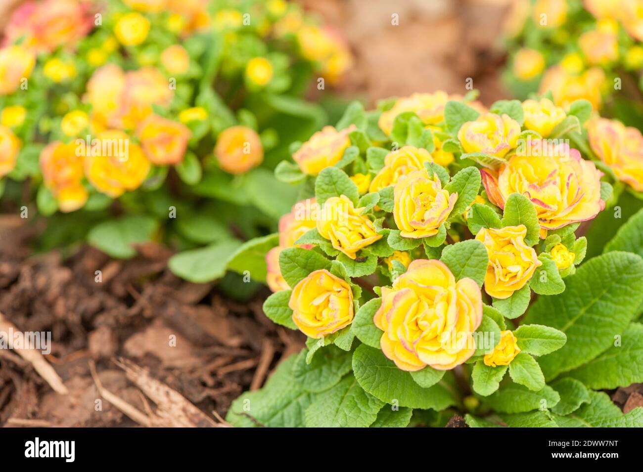 Primula Belarina ‘Nectarine’ in flower Stock Photo